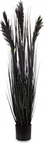 Magas fekete dekoratív növény pampa fű nád cserépben 123 cm