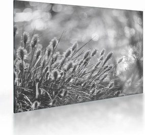 Üveg kép - Bézs színű puha fű N⁰1 (70x50 cm)