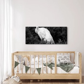 Kép - Páva, fekete-fehér (120x50 cm)