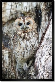 Poszterek keretben 40x60 Bagoly a természetben Fa