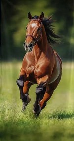 Törölköző Ló A Galoppban Barna Ló Zöld Fű Strand Törölköző 70x150