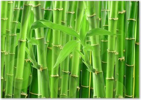 Lacobel üveg fotó nyomtatással Bambusz Ragasztó Ingyenes