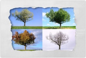 Poszterek 60x40 Négy évszak Fa
