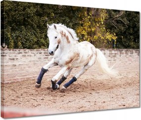 Vászonkép 40x30 Ló Lovak Lovaglás