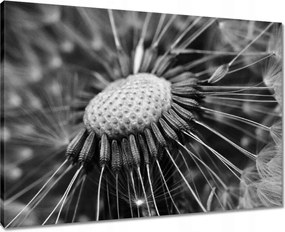 Vászonkép 70x50 Pitypang Virág Virágok