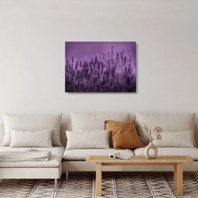 Üveg kép - Levendula (70x50 cm)