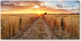 Fotó kép edzett üveg Búzamező 140x70