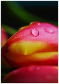 Poszterek 70x100 Tulipánok makró fotó