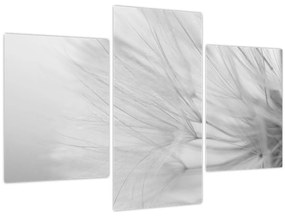 Kép - Pitypang (90x60 cm)