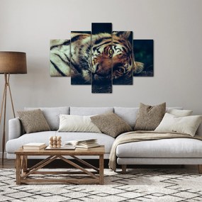 Kép - Szibériai tigris (150x105 cm)