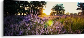 Egy levendulamező képe (120x50 cm)