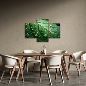 Kép - Részlet levél eső után (90x60 cm)