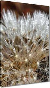 Vászonkép 80x120 Pitypang Virág Virágok