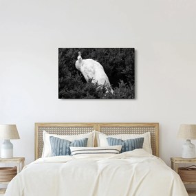 Kép - Páva, fekete-fehér (90x60 cm)