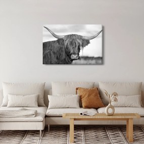 Kép - Skót tehén 2, fekete-fehér (90x60 cm)