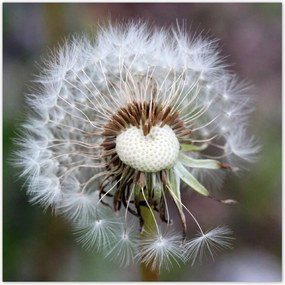 Poszterek 100x100 Pitypang Virág Virágok