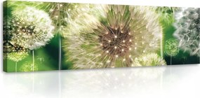 Vászonkép pitypang falikép zöld fehér 145 x 45