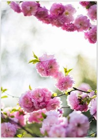 Poszterek 70x100 Rózsaszín virágok Gyönyörű
