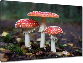 Festmények 120x80 Makrofotó MacroFoto