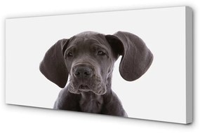 Canvas képek barna kutya 100x50 cm