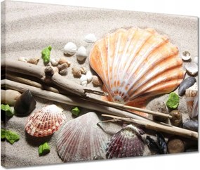 Vászonkép 40x30 Kagylók a balti tengerpartról