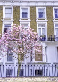 Poszter 42x59,4cm Magnóliafa a londoni ház előtt, Assaf Frank