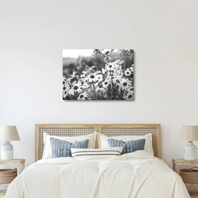 Kép - Százszorszépek (70x50 cm)