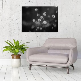 Kép - Pamutfű a réten (70x50 cm)