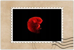 Poszter 60x40 Harcos hal piros