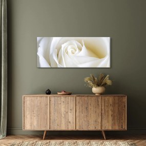 Egy fehér rózsa képe (120x50 cm)