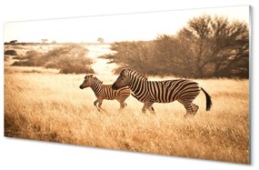 Akrilkép Zebra mező naplemente 100x50 cm 2 fogas