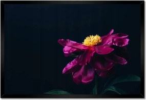 Poszterek keretben 60x40 Gyönyörű Rózsaszín Astra Virág