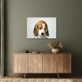 Beagle képe (üvegen) (70x50 cm)