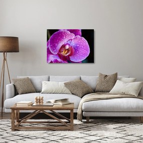Részletes kép az orchidea virágról (üvegen) (70x50 cm)