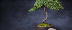 Kép - Bonsai (120x50 cm)