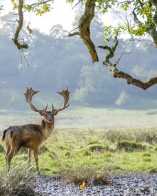 Poszter 40x50cm Szarvas a fa alatt, Assaf Frank