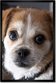 Poszterek keretben 40x60 Kutya