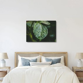 Kép - cseppek a levelen (70x50 cm)