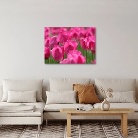 Kép - Rózsaszín tulipánok (70x50 cm)