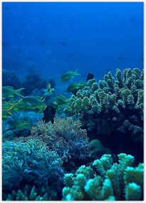 Poszterek 50x70 Laguna Korallok Óceán