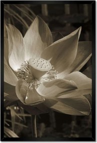 Poszterek keretben 40x60 Lótusz lótuszvirág