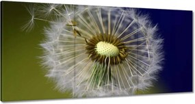 Vászonkép 120x60 Pitypang Virág Virágok