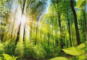 Dekoratív fotótapéta falra Egyszerű szerelés Erdei fény 152x104 Ragasztó