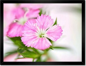 Poszterek keretben 40x30 Virágok