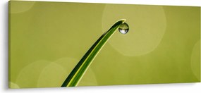 Víz csepp a fűben képe (120x50 cm)