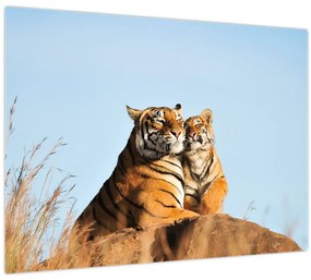 Kép - Tigris és a kölyke (üvegen) (70x50 cm)