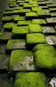 Poszter 53x81cm Zöld Mozaik