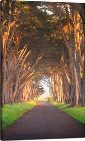Vászonkép Út a fák között Természet 60x100 cm