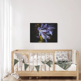 Kép - Lila (70x50 cm)