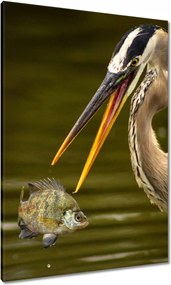 Vászonkép 70x100 Kalapos madár Tájkép Kilátás